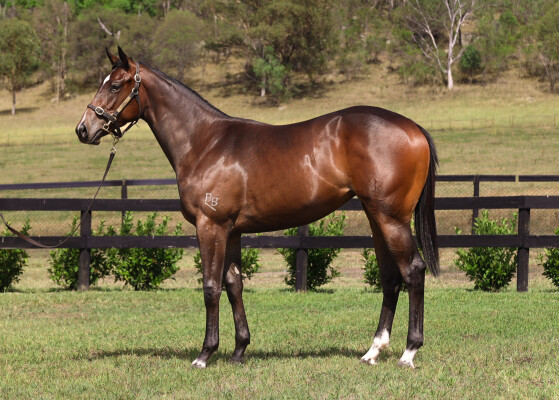 Lot 503: Shalaa (IRE) / Our Toninicconi