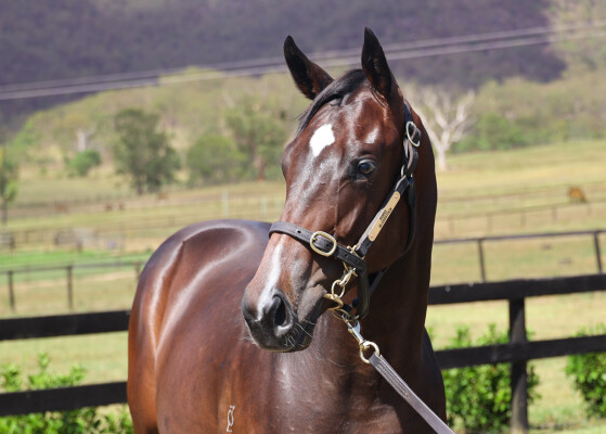 Lot 503: Shalaa (IRE) / Our Toninicconi