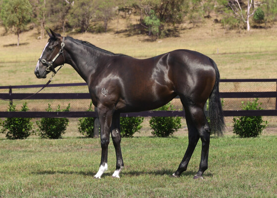 Lot 739: Trapeze Artist / Transocean