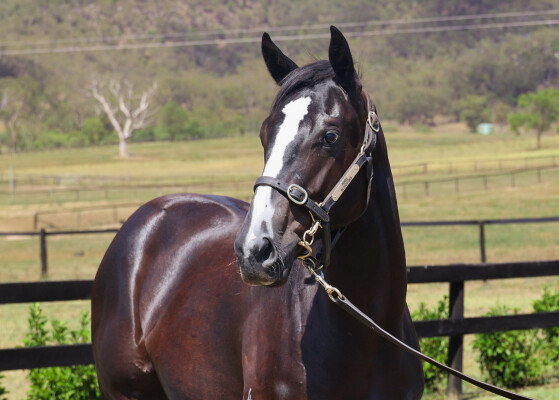 Lot 739: Trapeze Artist / Transocean