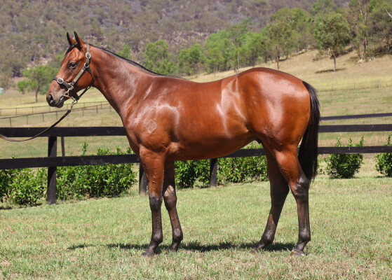 Lot 557: Acrobat / Queens Carriage (IRE)