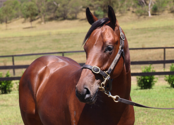 Lot 557: Acrobat / Queens Carriage (IRE)