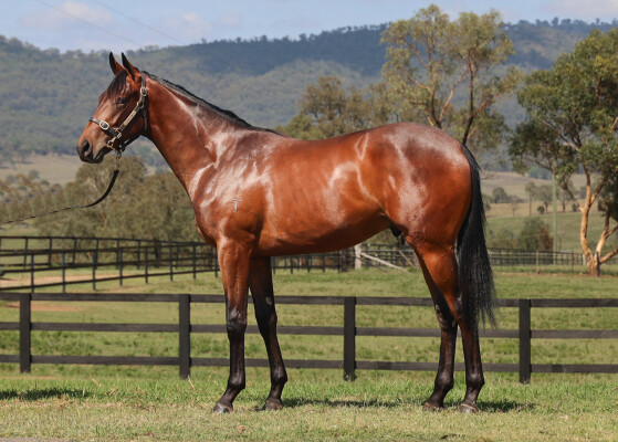 Lot 3: Flying Artie / Aasira