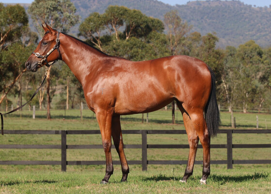 Lot 166: Capitalist / Dimanche