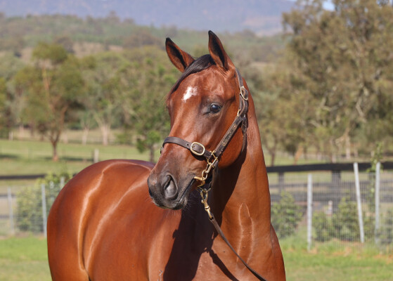 Lot 166: Capitalist / Dimanche