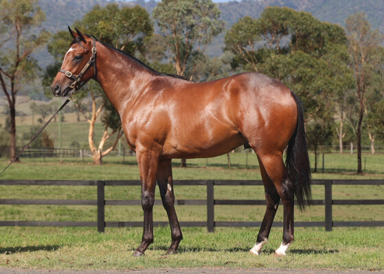 Lot 248: Trapeze Artist / Gladwell