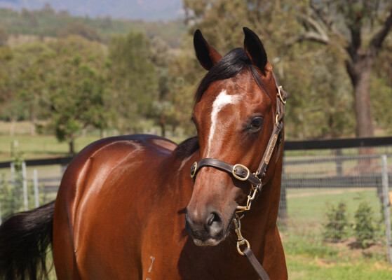 Lot 248: Trapeze Artist / Gladwell