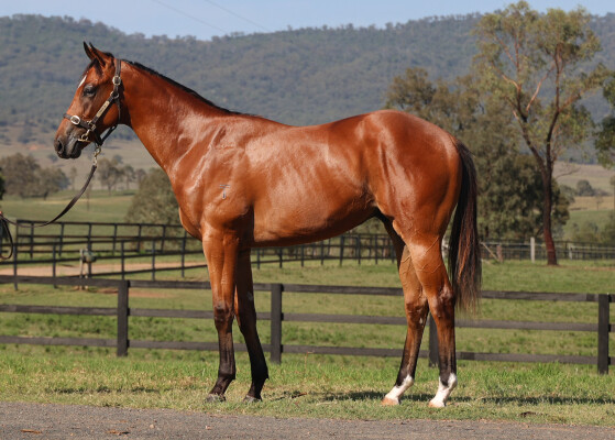 Lot 401: Acrobat / Maewyn (IRE)