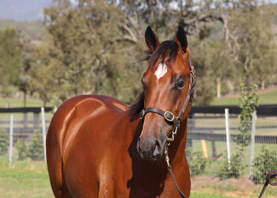 Lot 401: Acrobat / Maewyn (IRE)