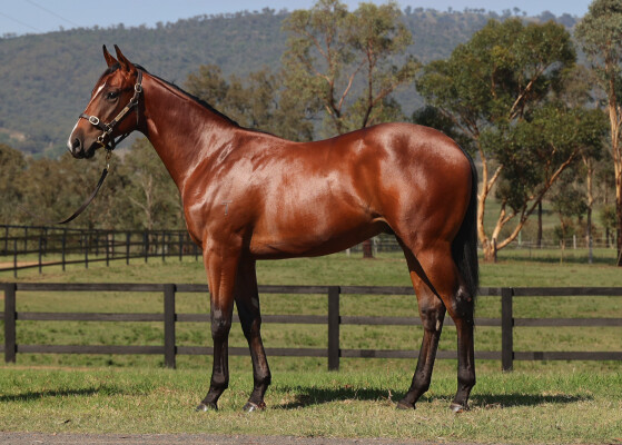 Lot 467: North Pacific / Mystical Moment