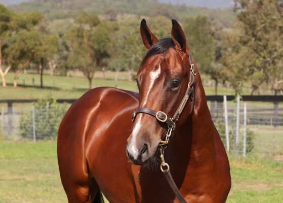 Lot 467: North Pacific / Mystical Moment