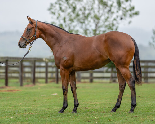 Lot 49: Zousain / Bare Naked Lady