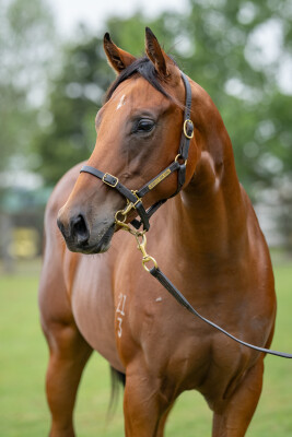 Lot 49: Zousain / Bare Naked Lady