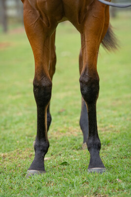 Lot 49: Zousain / Bare Naked Lady