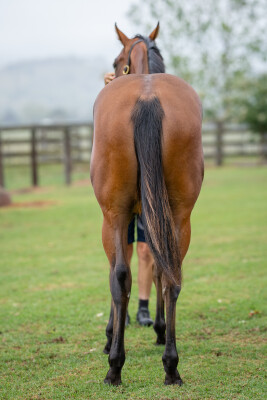 Lot 49: Zousain / Bare Naked Lady