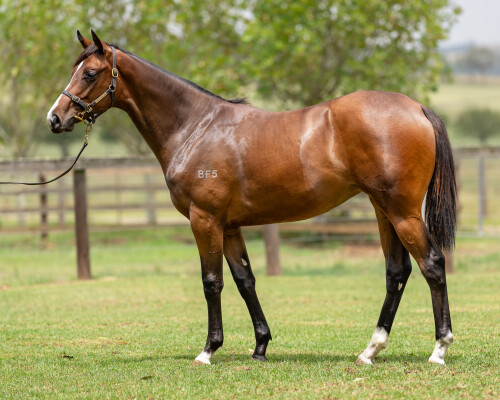 Lot 82: Exceedance / Brown for Sale (ARG)
