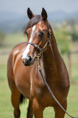 Lot 82: Exceedance / Brown for Sale (ARG)