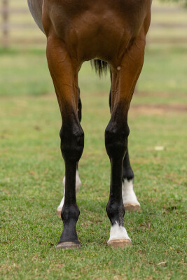 Lot 82: Exceedance / Brown for Sale (ARG)