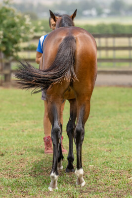 Lot 82: Exceedance / Brown for Sale (ARG)