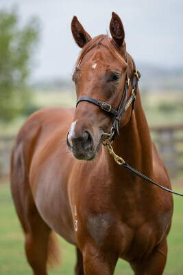 Lot 318: Capitalist / In Good Time