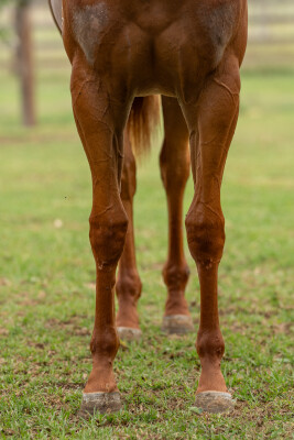 Lot 318: Capitalist / In Good Time