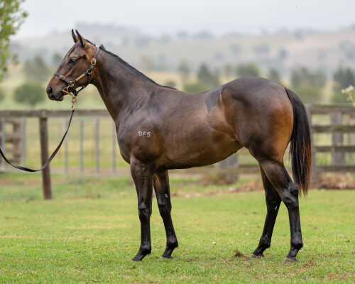 Lot 471: Exceedance / Natural Dancer