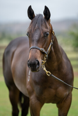 Lot 471: Exceedance / Natural Dancer