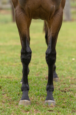 Lot 471: Exceedance / Natural Dancer