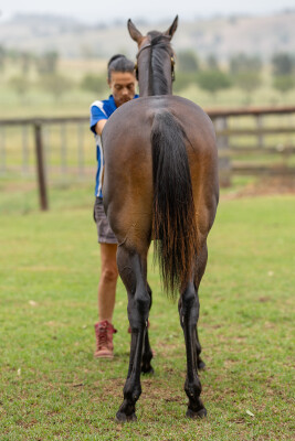 Lot 471: Exceedance / Natural Dancer