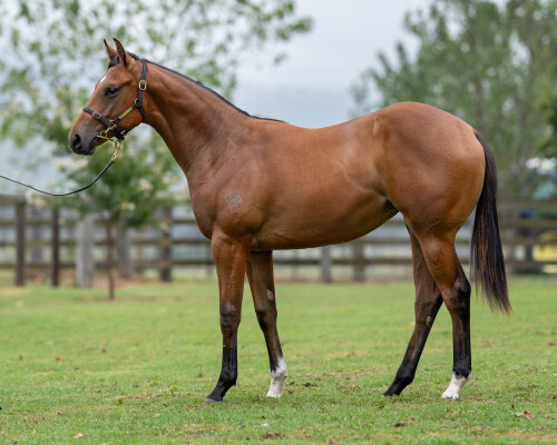 Lot 560: Jonker / Quilate