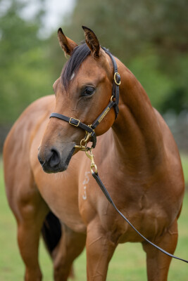 Lot 560: Jonker / Quilate