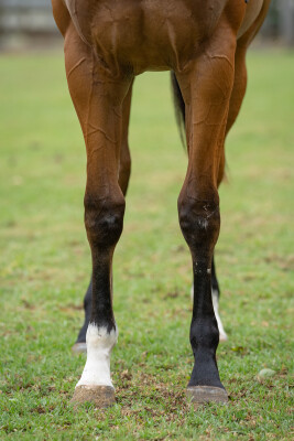 Lot 560: Jonker / Quilate