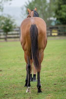 Lot 560: Jonker / Quilate