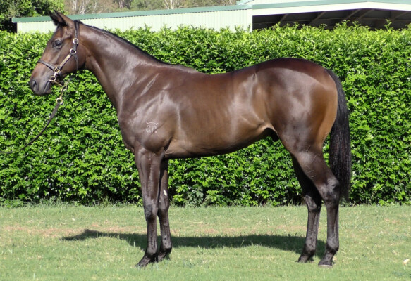 Lot 52: North Pacific / Beach Babe