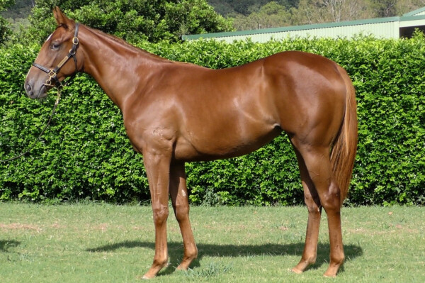 Lot 453: Tiger of Malay / Morganza (GB)