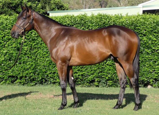 Lot 475: North Pacific / Never Forget (FR)