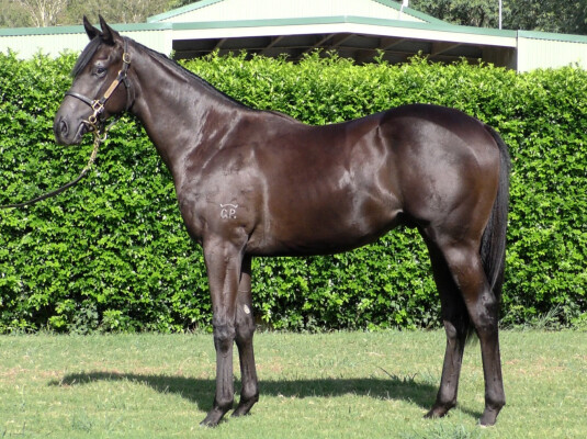 Lot 528: Pierata / Plucky Girl