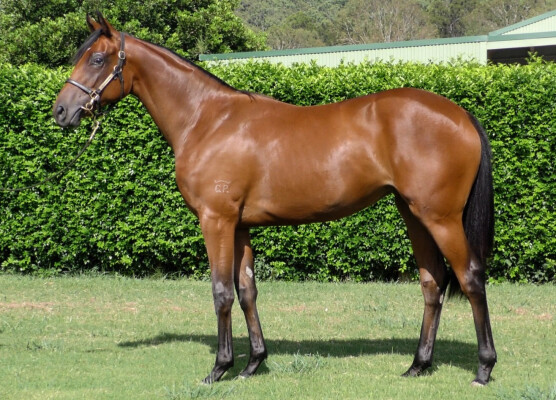 Lot 640: Wild Ruler / Show Bender