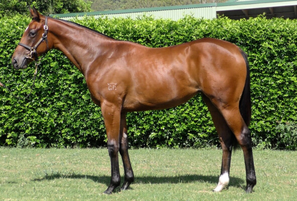 Lot 690: Wild Ruler / Street Made (CAN)
