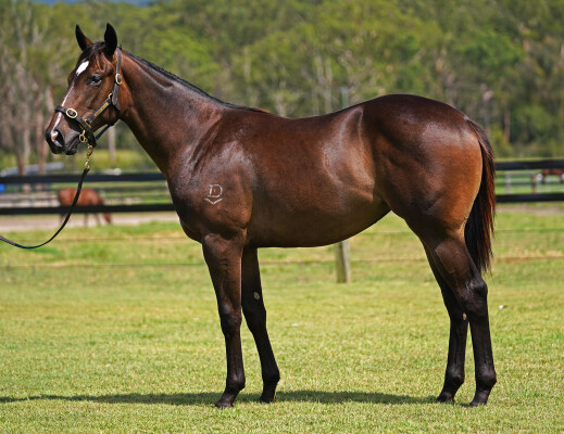 Lot 101: Pinatubo (IRE) / Catch a Wave