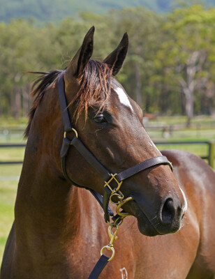 Lot 101: Pinatubo (IRE) / Catch a Wave