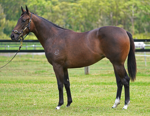 Lot 136: Ghaiyyath (IRE) / Daisy Patch