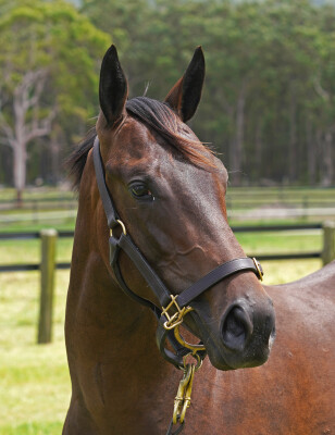 Lot 136: Ghaiyyath (IRE) / Daisy Patch