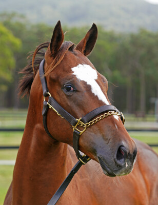 Lot 190: Blue Point (IRE) / Empowerment