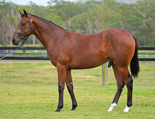 Lot 206: All Too Hard / Extreme Pride
