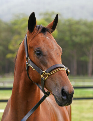 Lot 206: All Too Hard / Extreme Pride