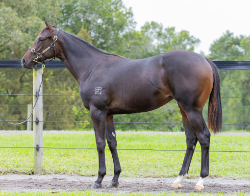 Lot 193: Extreme Warrior / Ephoral