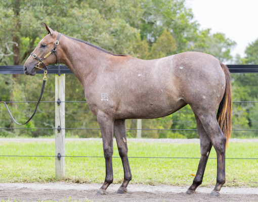 Lot 280: Tiger of Malay / Heart of Tier