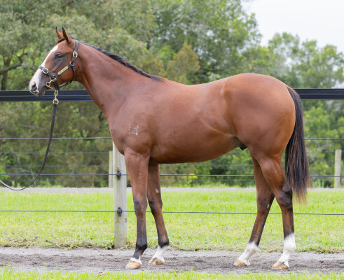 Lot 480: Anders / Northern Glory