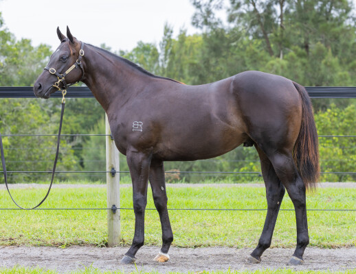 Lot 634: Zoustar / She's Our Choice